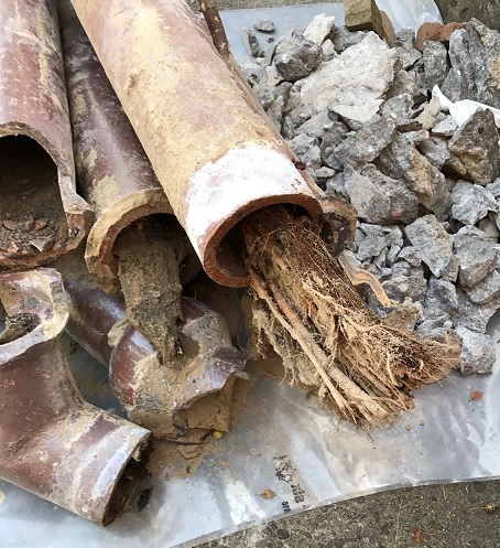 Tree roots in drain line project